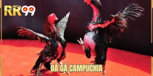 Đá Gà Campuchia - Nơi Những Chiến Kê Phô Diễn Sức Mạnh