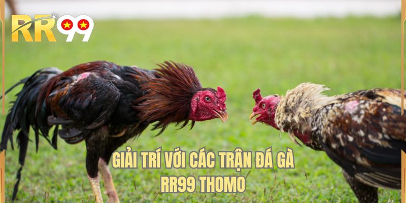 Giải trí với các trận đá gà RR99 thomo